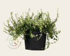 Euonymus fortunei 'Silverstone'
