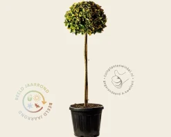 Euonymus japonicus 'Aurea'  - bol op stam
