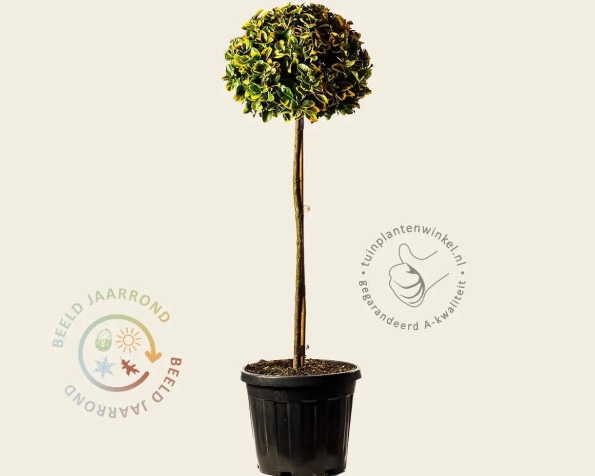 Euonymus japonicus 'Aurea' - bol op stam
