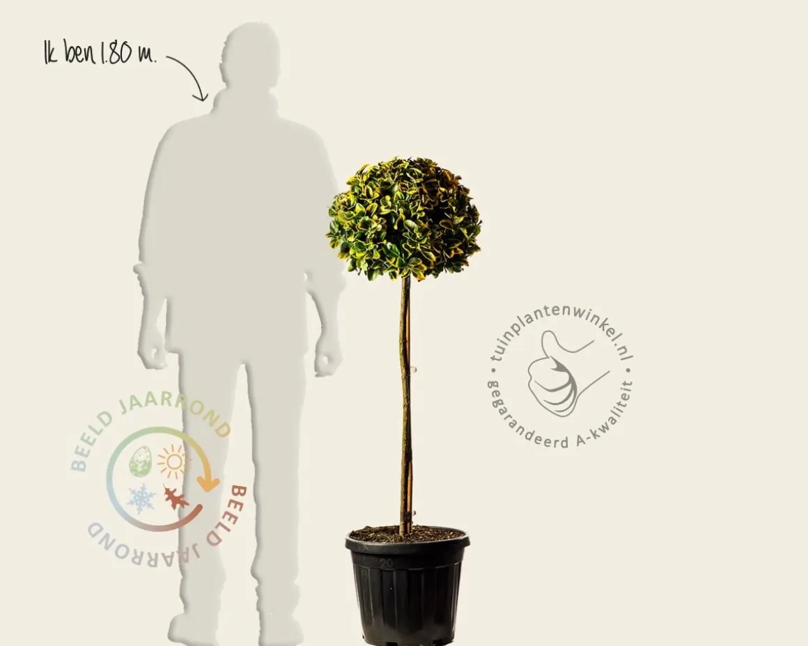 Euonymus japonicus 'Aurea' - bol op stam