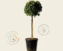 Euonymus japonicus - bol op stam