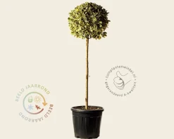 Euonymus japonicus 'Bravo'  - bol op stam