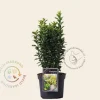 Euonymus japonicus 'Green Spire'
