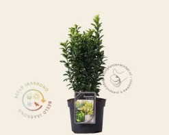 Euonymus japonicus 'Green Spire'