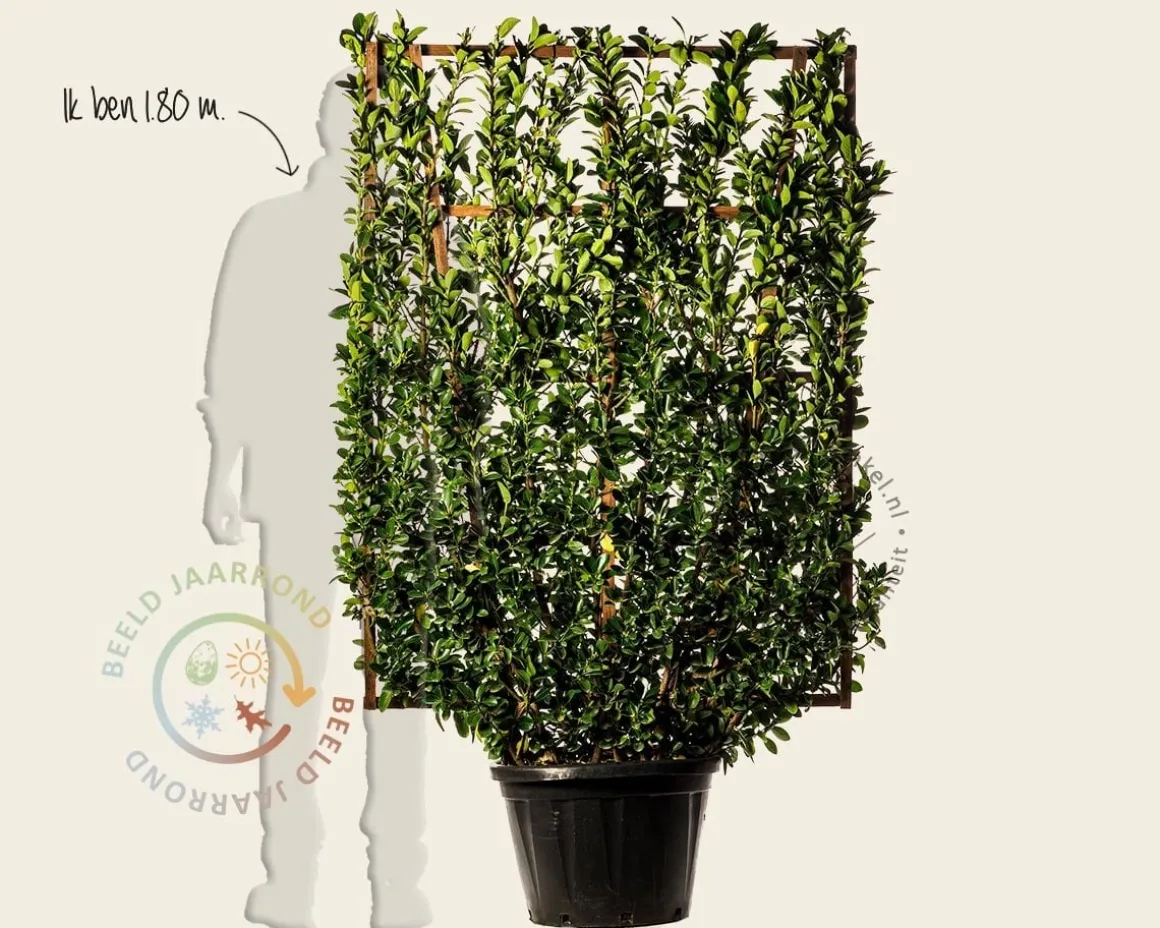 Euonymus japonicus - In rek 110x160 cm