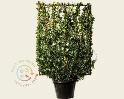 Euonymus japonicus - In rek 110x160 cm