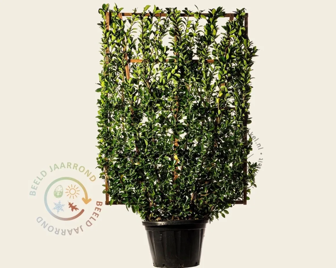Euonymus japonicus - In rek 110x160 cm