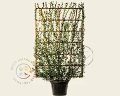 Euonymus japonicus - In rek 130x200 cm