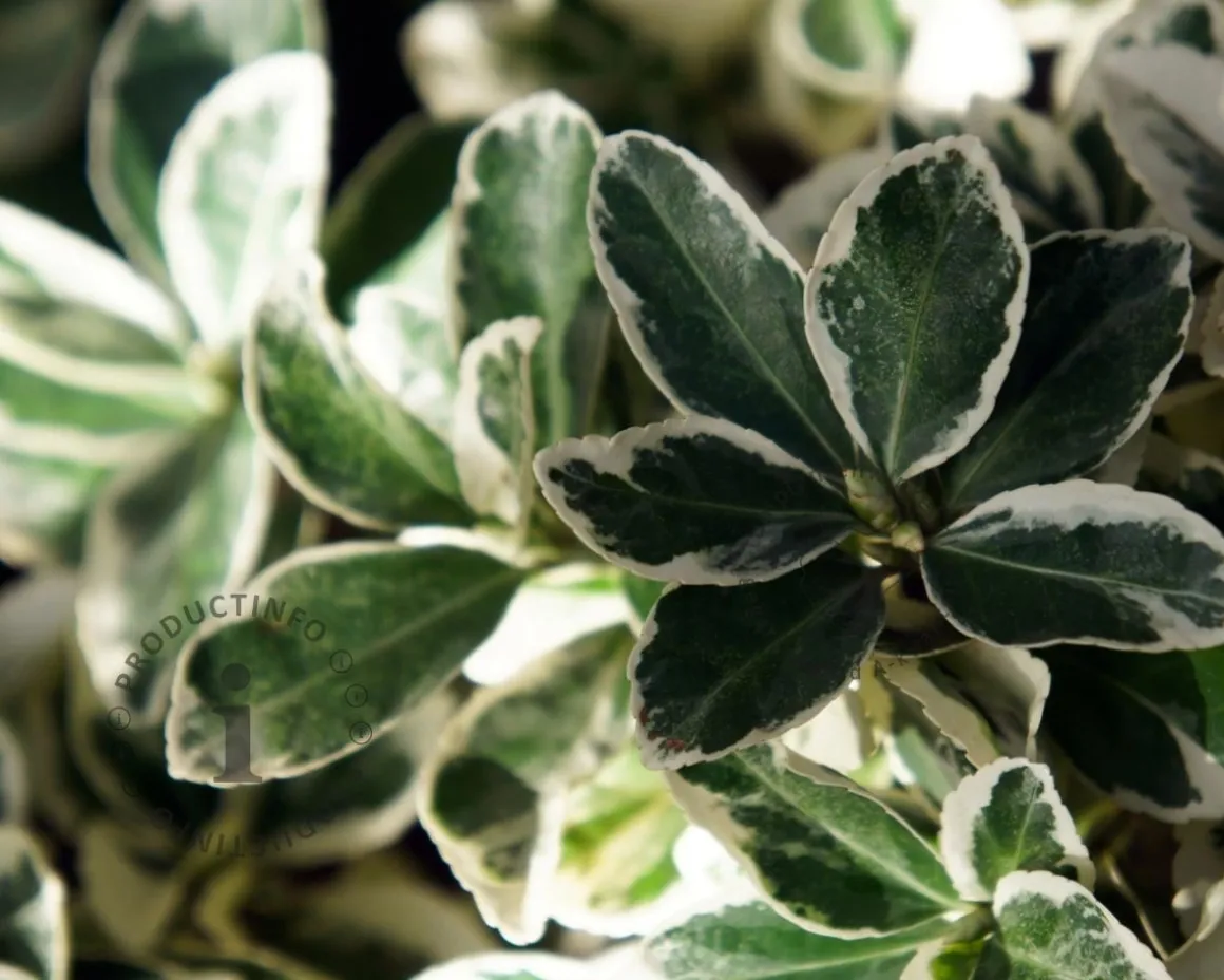 Euonymus japonicus 'Kathy'