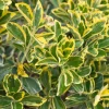 Euonymus japonicus 'Marieke' - 50 cm stam