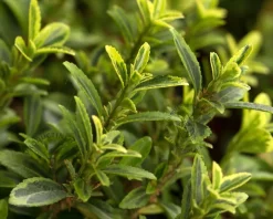 Euonymus japonicus 'Microphyllus Aureovariegata'