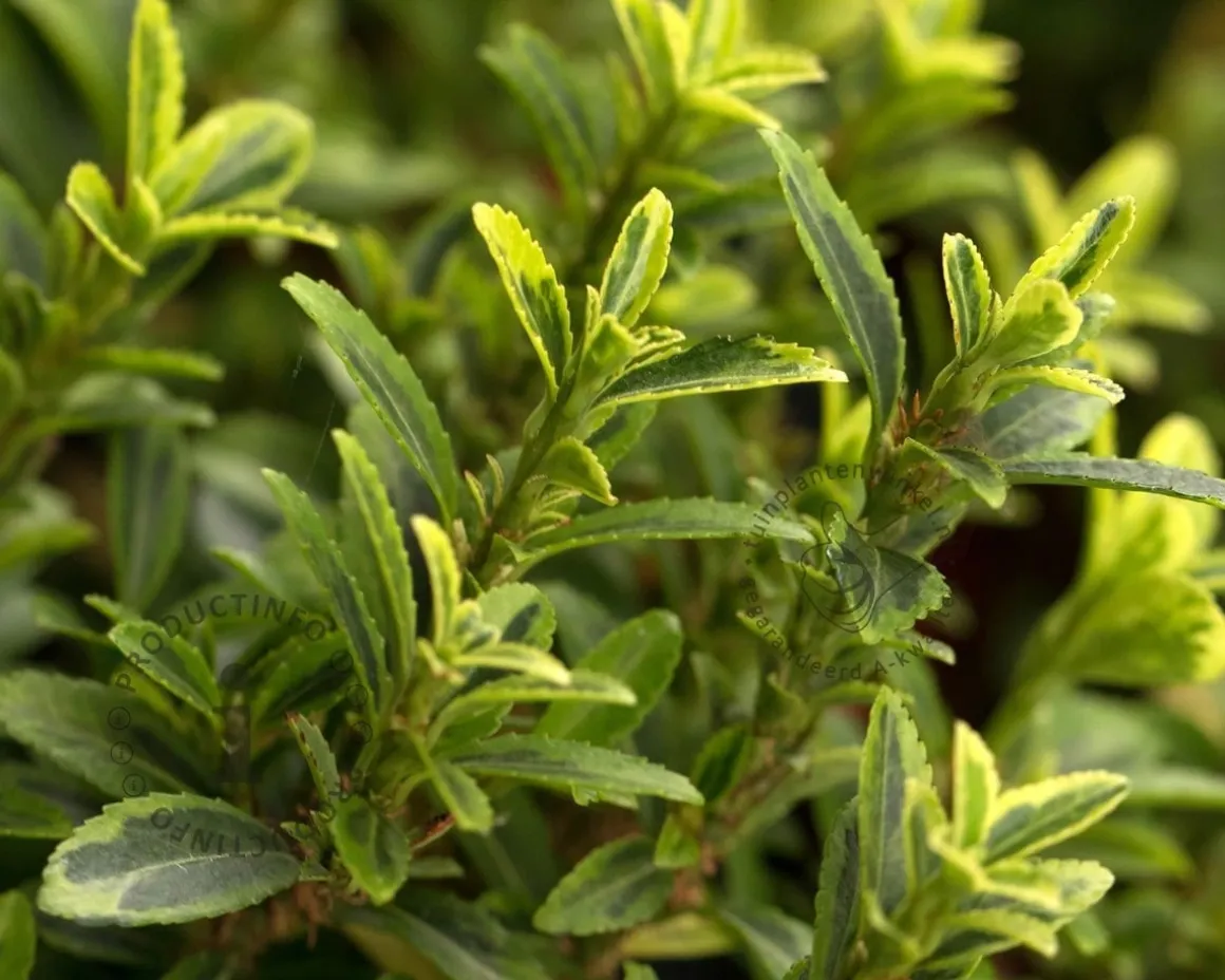 Euonymus japonicus 'Microphyllus Aureovariegata'