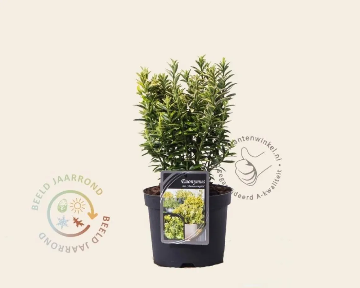 Euonymus japonicus 'Microphyllus Aureovariegata'