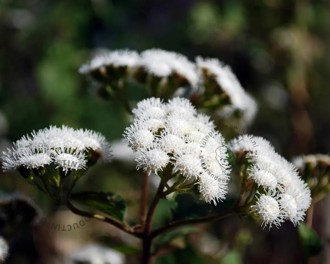 Eupatorium rugosum 'Chocolate'
