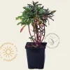 Euphorbia amygdaloides 'Purpurea'
