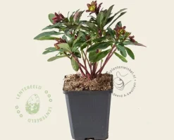 Euphorbia amygdaloides 'Purpurea'