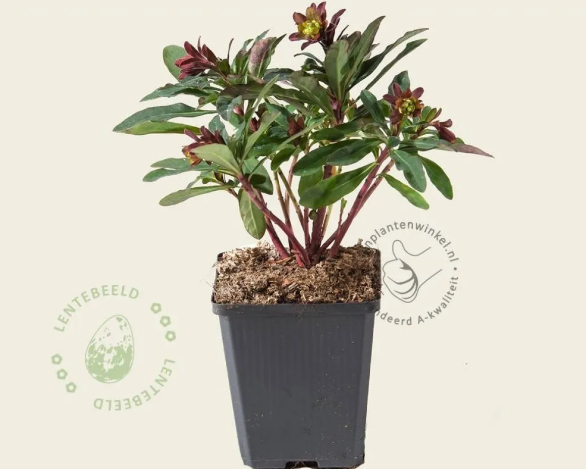 Euphorbia amygdaloides 'Purpurea'