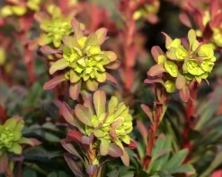 Euphorbia amygdaloides 'Purpurea'