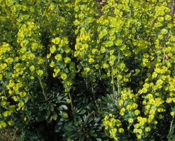 Euphorbia amygdaloides var robbiae