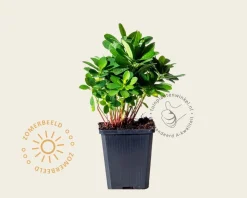 Euphorbia amygdaloides var robbiae