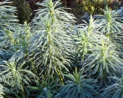 Euphorbia characias ssp. wulfenii