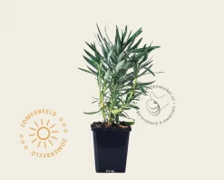 Euphorbia characias ssp. wulfenii