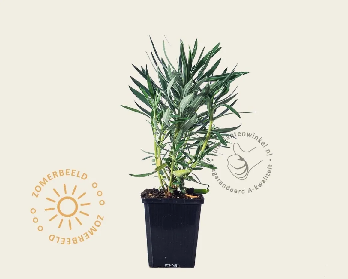 Euphorbia characias ssp. wulfenii
