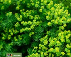 Euphorbia cyparissias