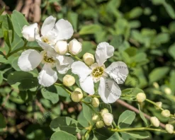 Exochorda 'Kolmaspirit Magical Springtime'