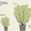 Exochorda racemosa 'Niagara' - XL