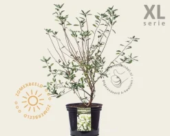 Exochorda racemosa 'Niagara' - XL