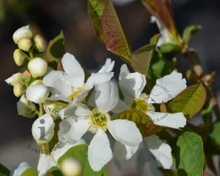Exochorda serratifolia 'Snow White' - hoogstam