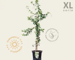 Exochorda x macrantha 'The Bride' - XL