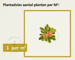 Exochorda x macrantha 'The Bride' - XL