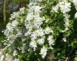 Exochorda x macrantha 'The Bride' - XL