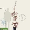 Fagus sylvatica