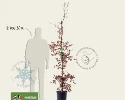 Fagus sylvatica
