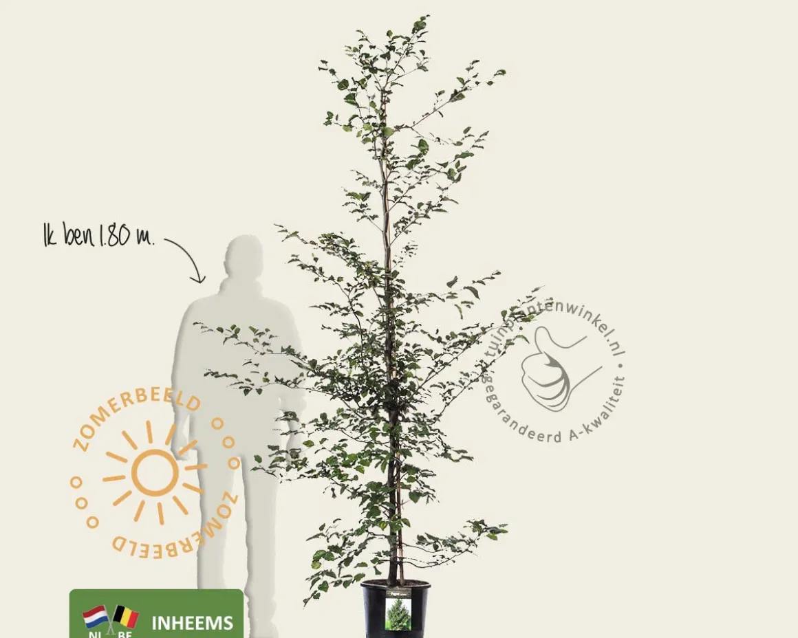 Fagus sylvatica