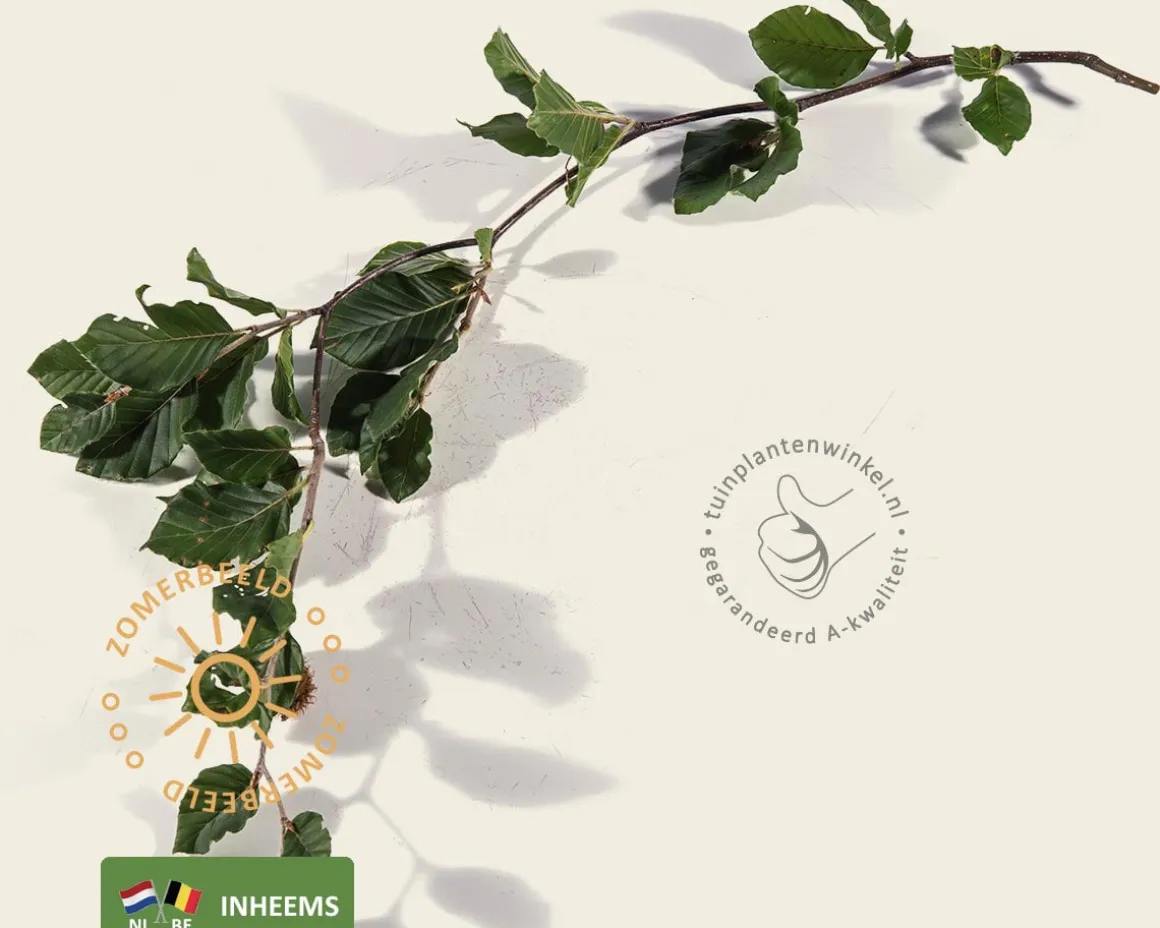 Fagus sylvatica