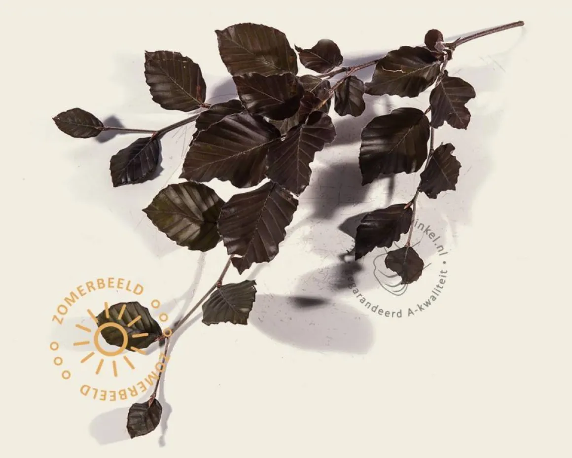 Fagus sylvatica 'Atropunicea'