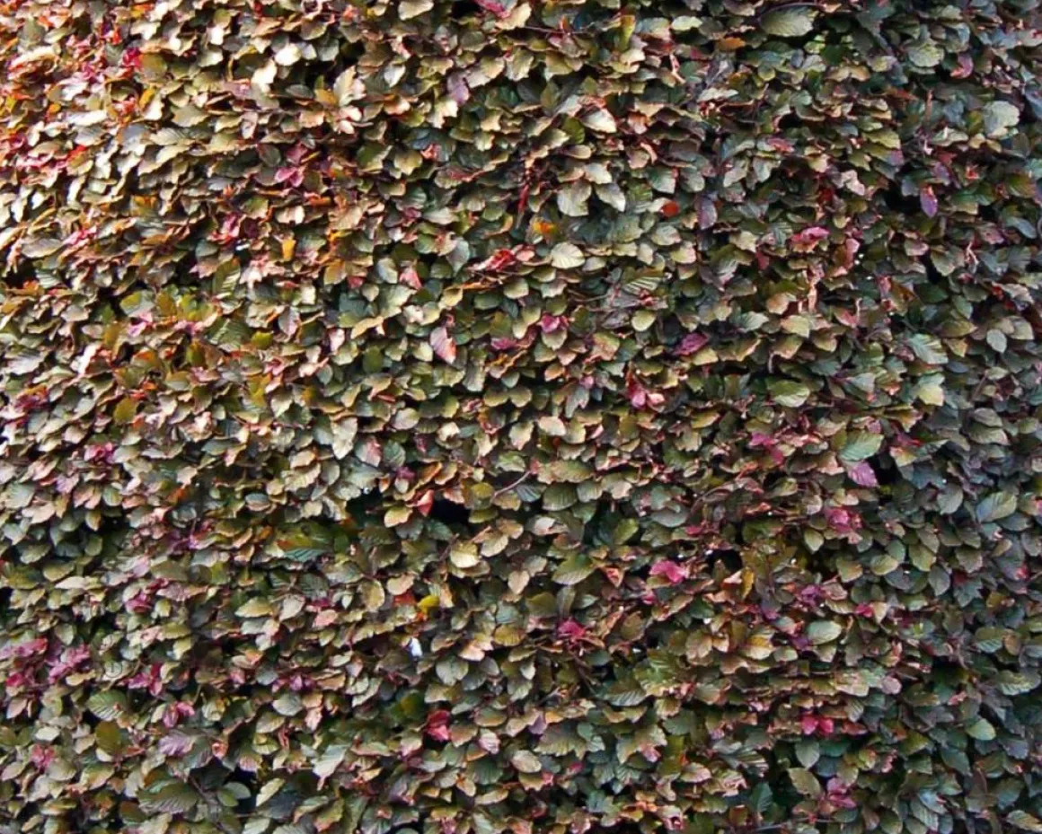 Fagus sylvatica 'Atropunicea'