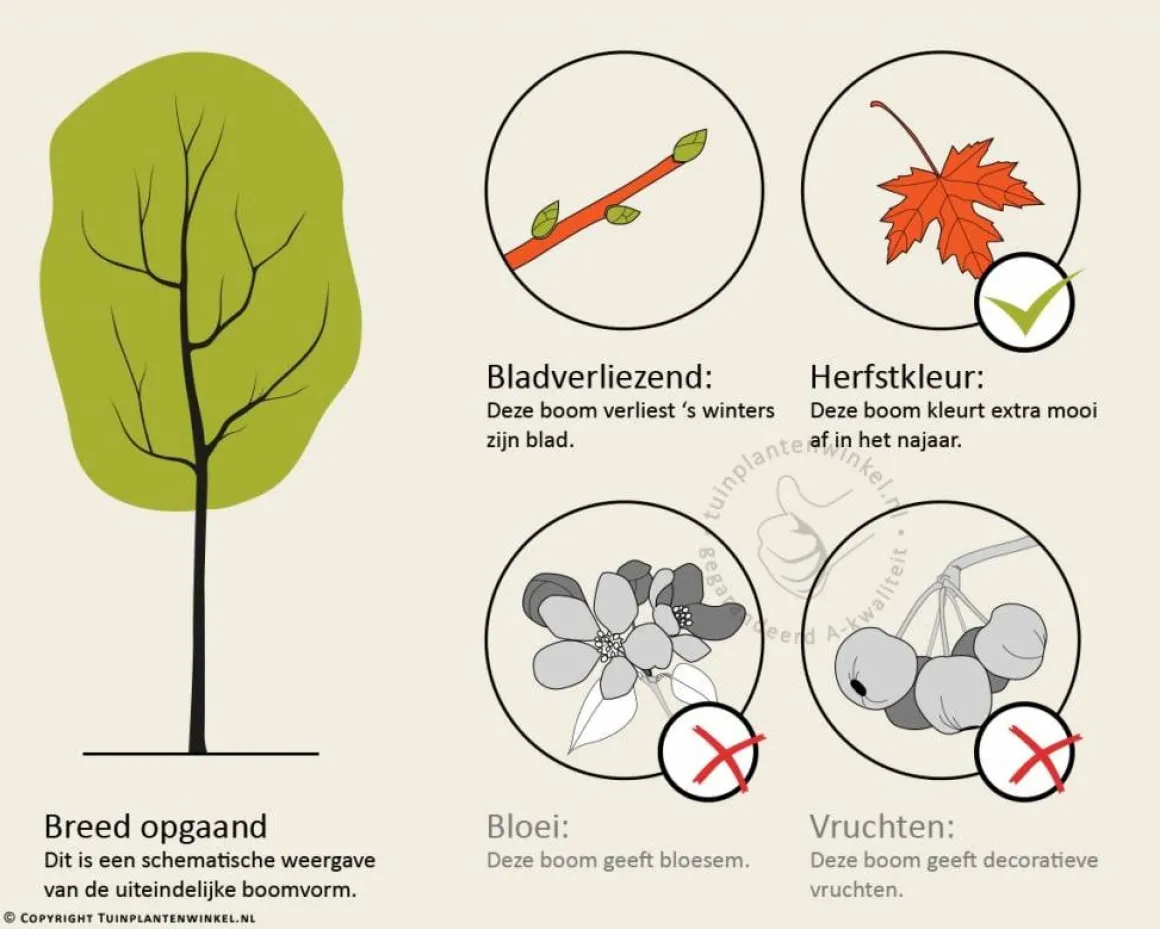 Fagus sylvatica 'Atropunicea'