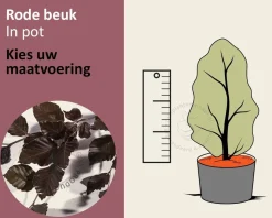 Fagus sylvatica 'Atropunicea' (Rode Beuk) - in pot
