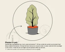 Fagus sylvatica 'Atropunicea' (Rode Beuk) - in pot