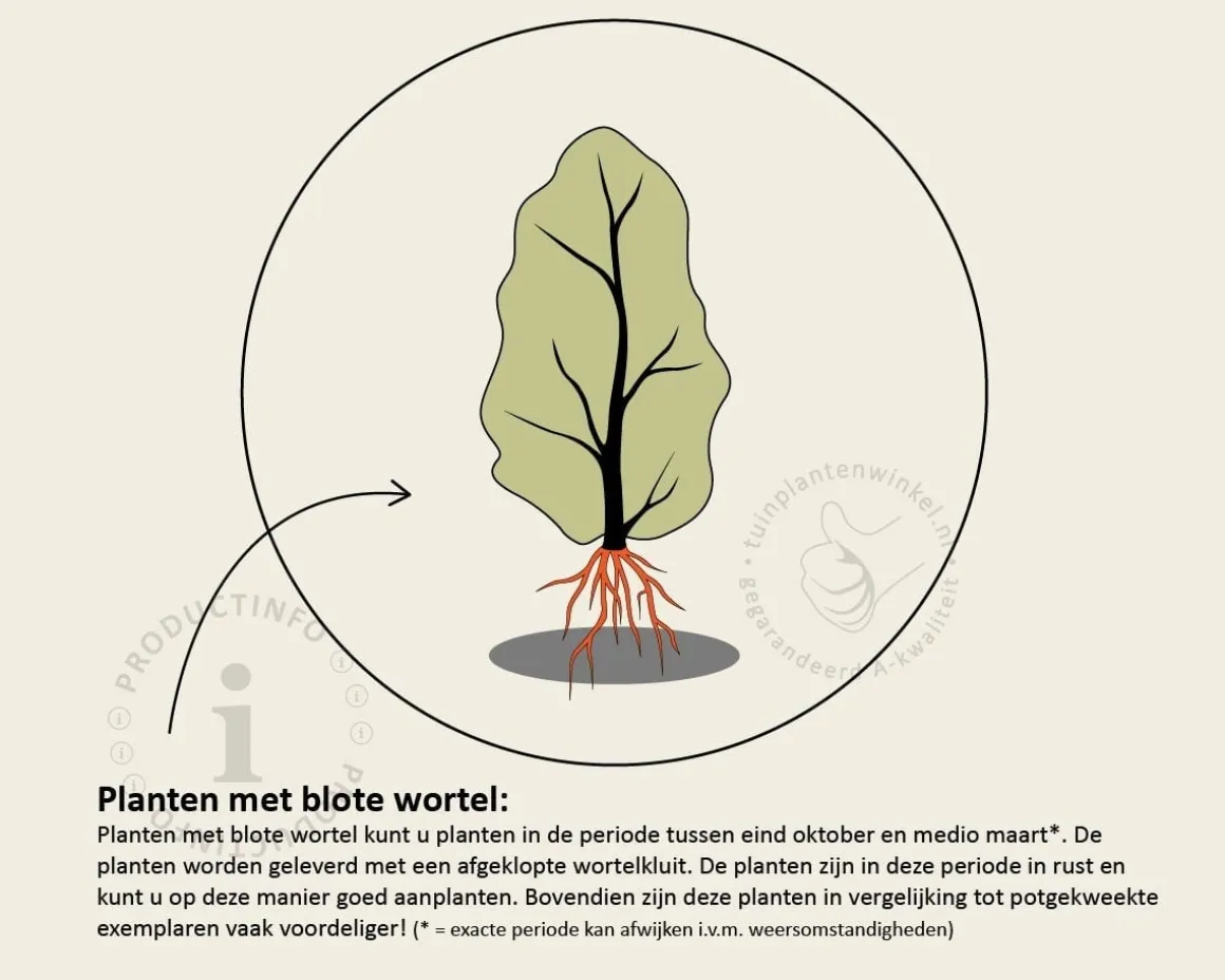 Fagus sylvatica 'Atropunicea' (Rode Beuk) - blote wortel