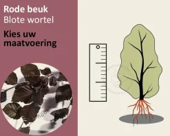 Fagus sylvatica 'Atropunicea' (Rode Beuk) - blote wortel