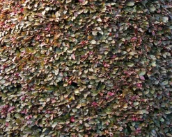 Fagus sylvatica 'Atropunicea' (Rode Beuk) - blote wortel