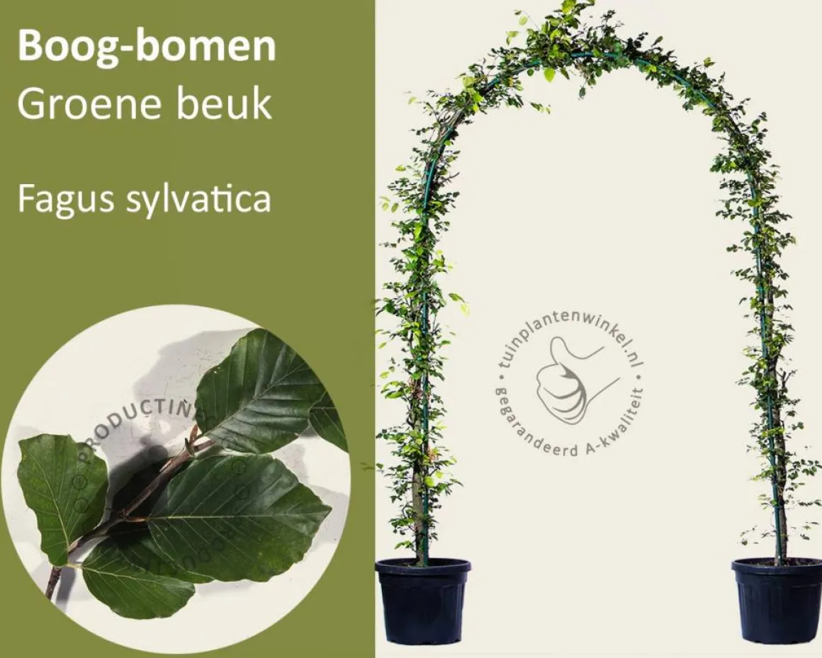 Fagus sylvatica - Boogvorm set