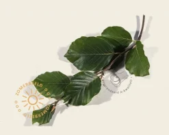 Fagus sylvatica - Boogvorm set