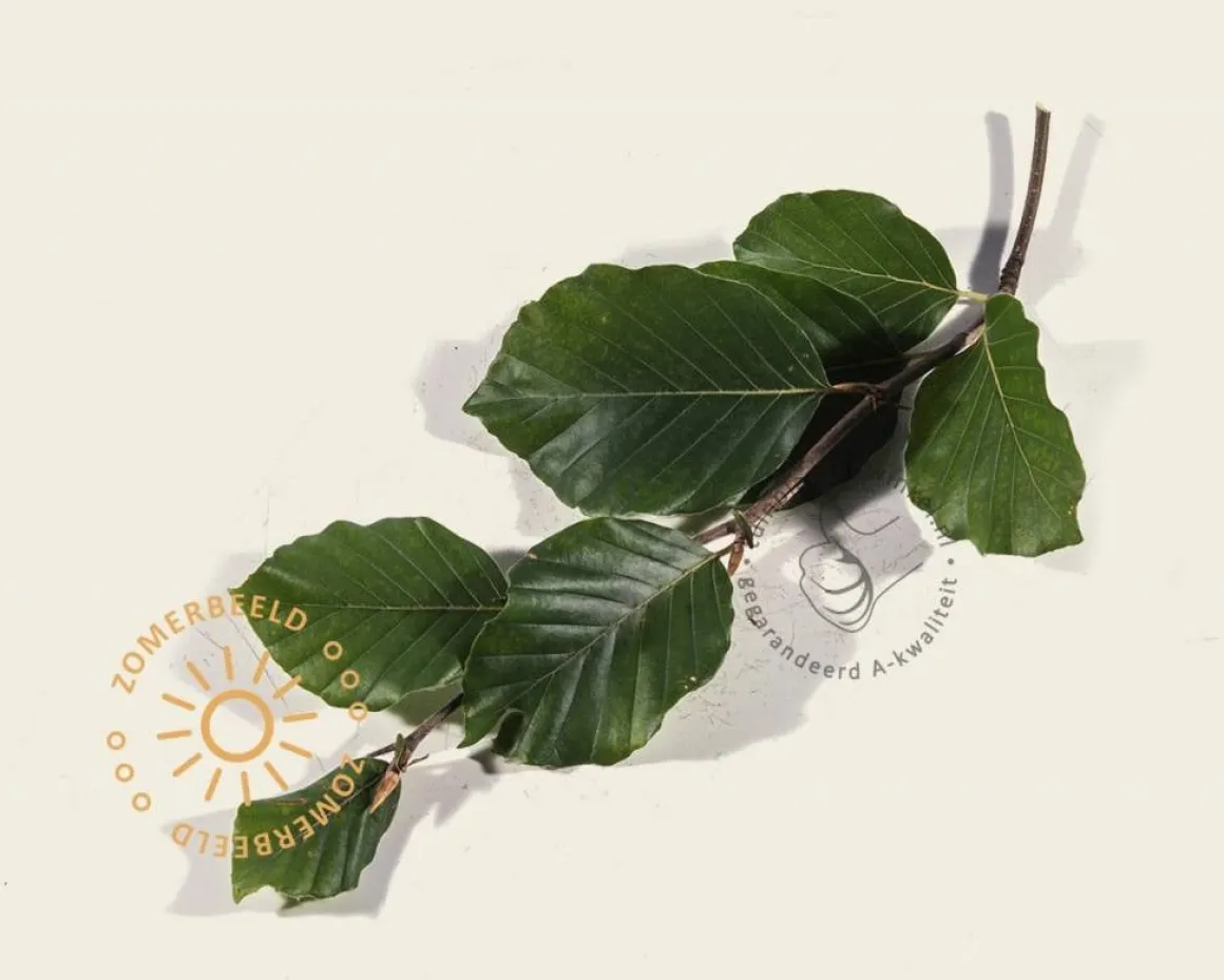 Fagus sylvatica - Boogvorm set